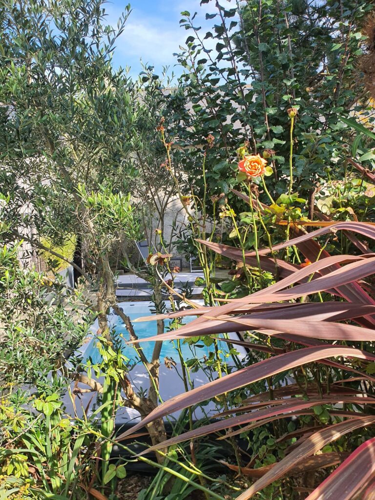 Parmi les oliviers et les roses, votre Spa de Nage!