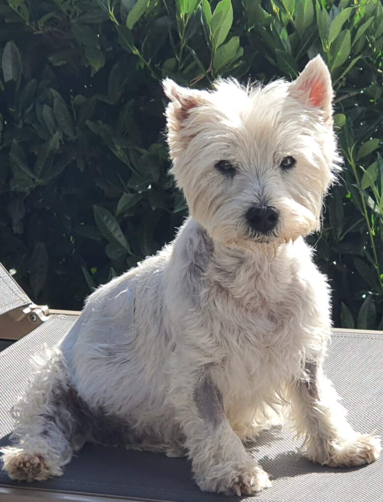 Frimousse , l' Âme de cette Maison , qui veille pour que tous les 4 pattes soient Heureux !