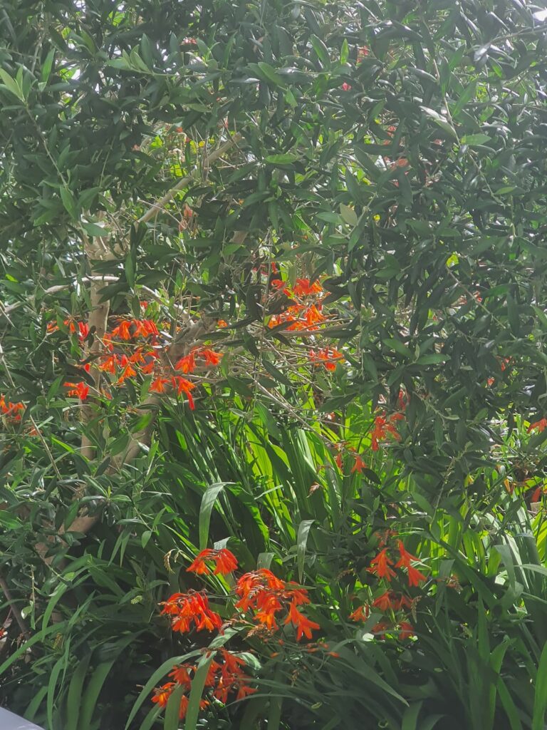 Un jardin où laisser vagabonder vos rêves.