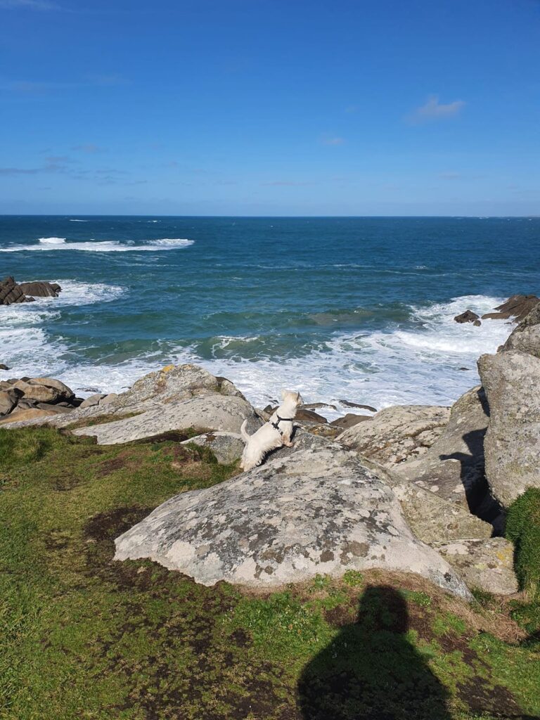 Votre Maison d' Hôte se nomme" Ki Bleiz":" chien blanc" en Breton.
