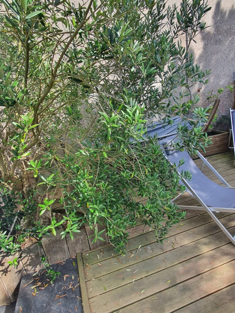 Derrière l' Olivier,des transats,un hamac ... la sieste, ce moment délicieux...