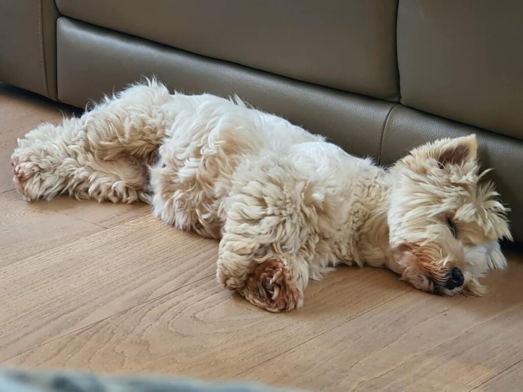 Nous sommes 3 Westis.Nous vous accueillerons avec votre Hôte Isabelle.