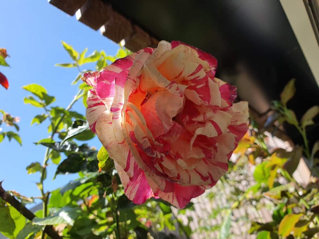 Rose vanille du jardin.