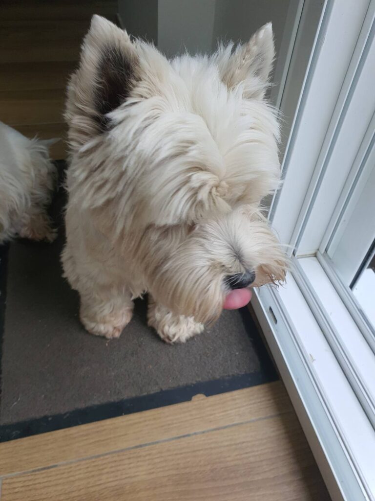 Westicalement! Nous veillerons à votre sécurité durant votre séjour. Ce service est gracieux mais vous pouvez nous proposer un pourboire de type "jambon et ou fromage" si vous êtes satisfaits. Nous espérons obtenir le titre de Super Host Dog!