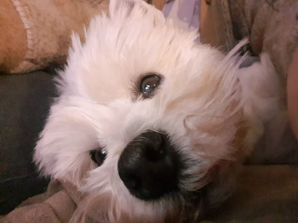 Ty Gard Thalvis reverse à l'association Petites mains des 4 pattes vos dons. Lorsque vous choisissez une arrivée décalée ou un départ tardif: Arrivée dès midi: 20€, Départ tardif jusqu'à 17h: 40€, La Waff attitude: 10€ reversés à l'association.