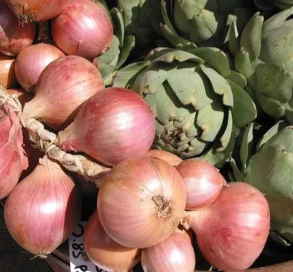 Vous êtes en Terre Leonarde: Oignons rosés de Roscoff et Artichauts.