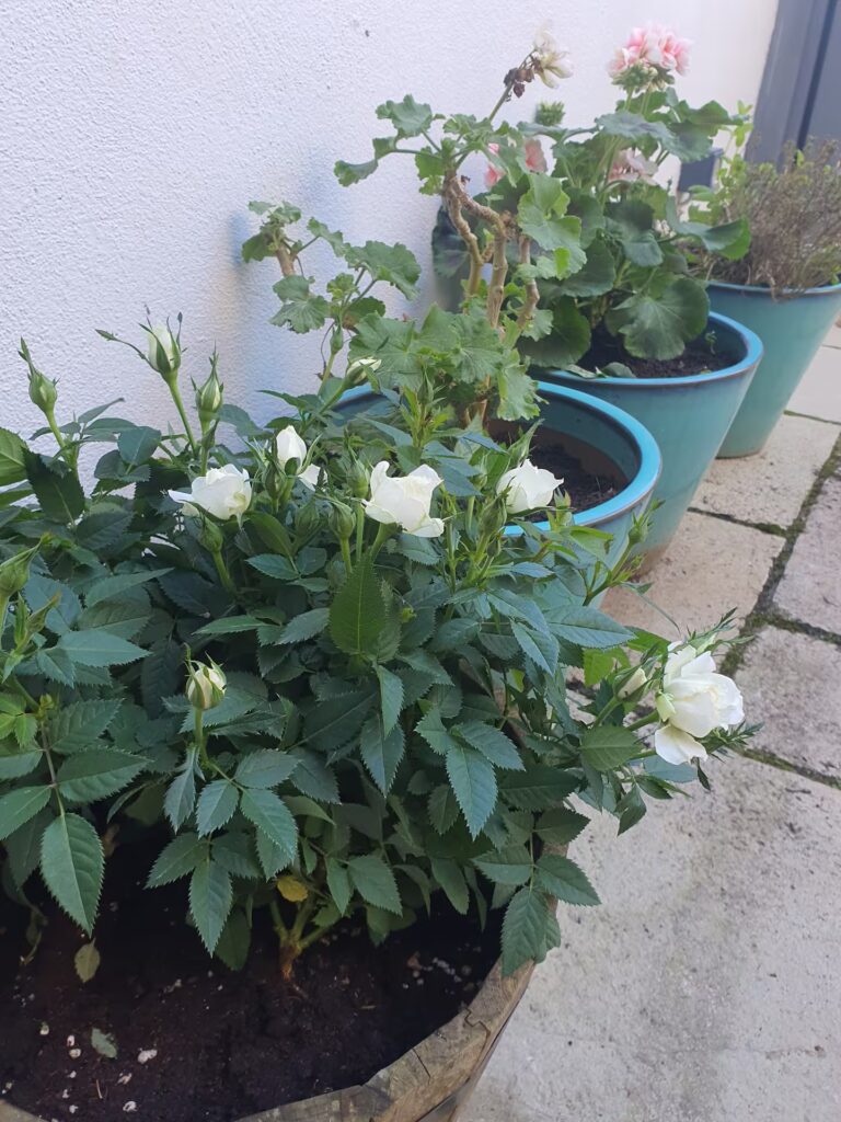 Roses blanches pour le plaisir des yeux.