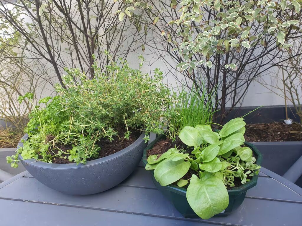 Un potager miniature avec du persil, du thym, de la menthe, de l'oseille, du romarin à votre disposition.