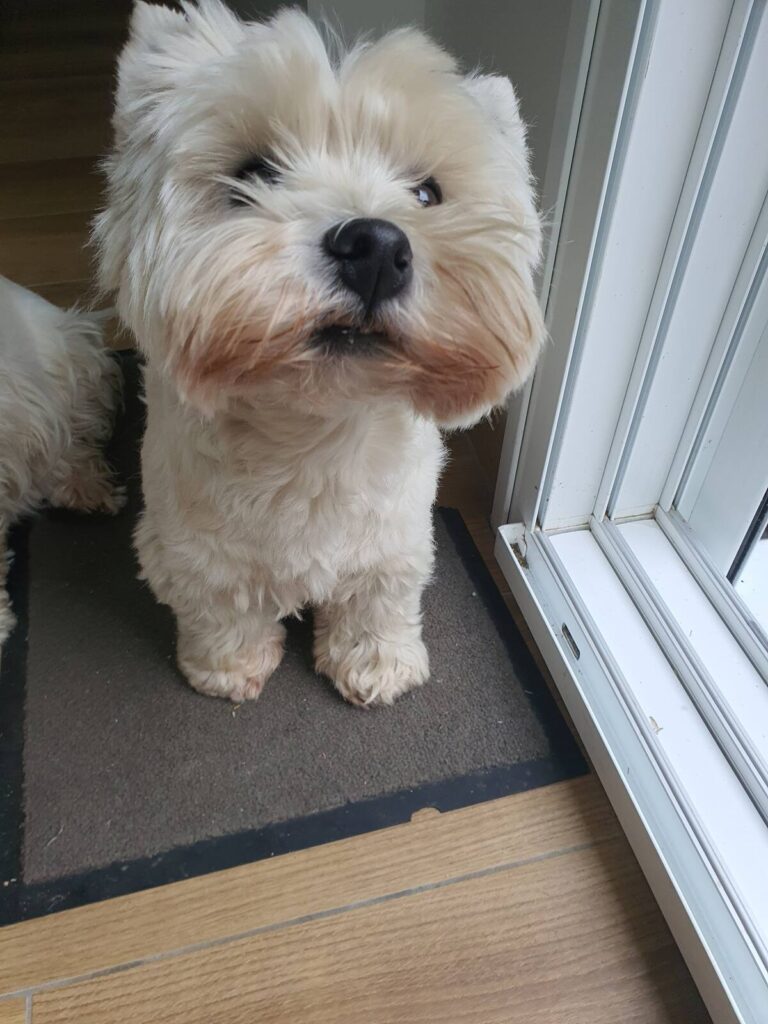 Allergique aux chiens s' abstenir... Nous vivons dans notre maison et notre jardin H24. 2 promenades par jour sur les sentiers côtiers. De temps en temps,nous aboyons... Logique canine oblige!