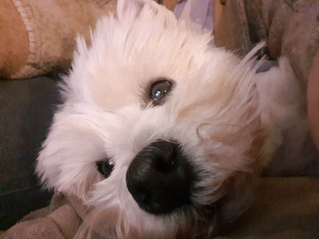 Ty Gard Thalvis reverse à l' association Petites mains des 4 pattes vos dons. Lorsque vous choisissez une arrivée décalée ou un départ tardif: Arrivée dès midi:20€ Départ tardif jusqu'à 17h: 40€ La Waff attitude:10€ reversés à l' association.