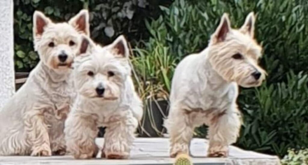 Bienvenue à votre compagnon à 4 pattes! Si vous décidez de visiter un château, un musée ou de passer une soirée au restaurant ou au cinéma, je vous propose de me confier votre toutou afin qu' il passe un bon moment lui aussi.Dogsitting: 20€.