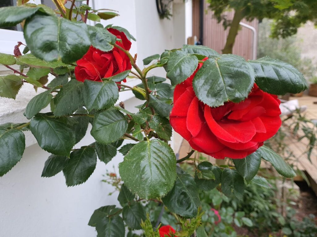 Un jardin fleuri pour rêver